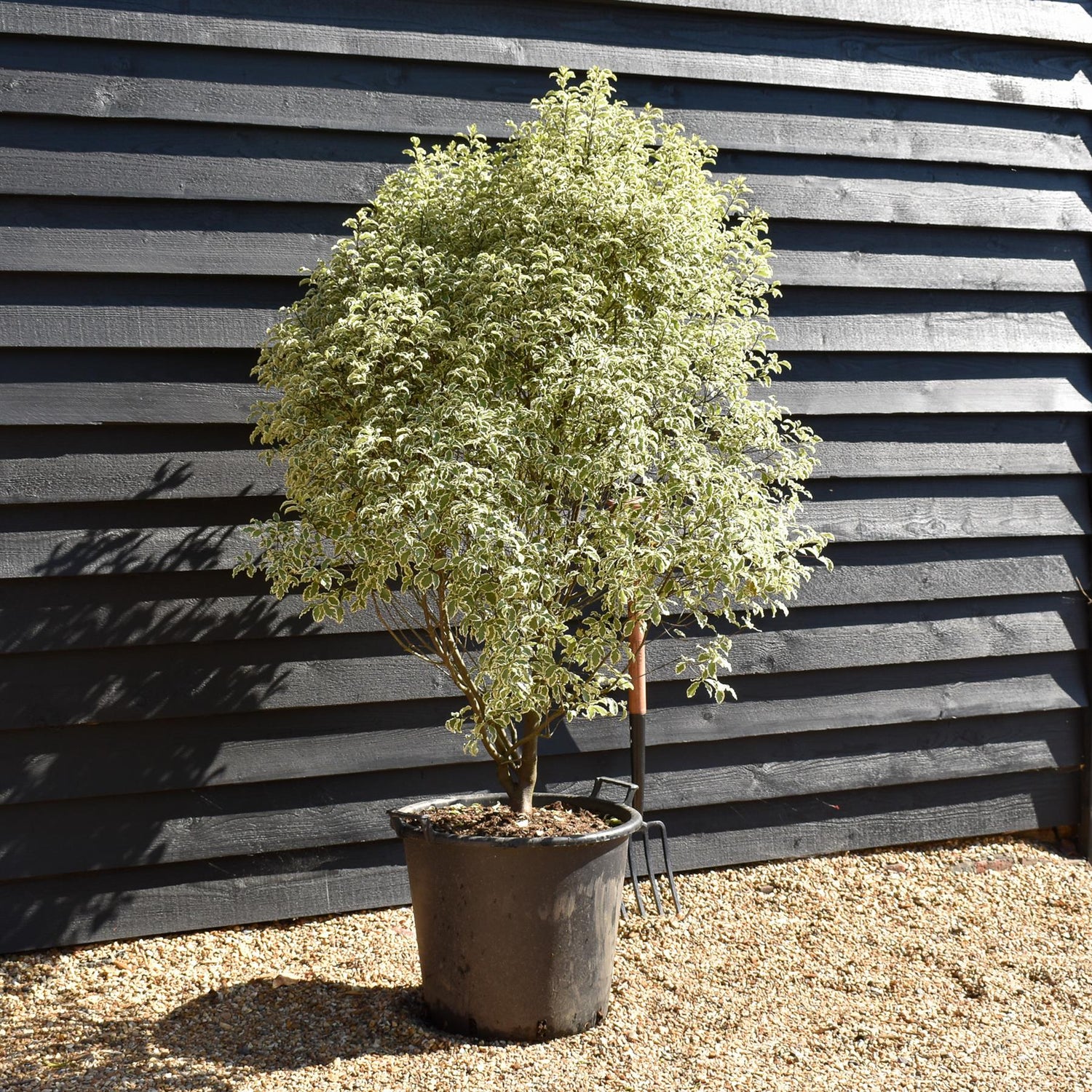 Pittosporum 'Silver Queen' - Height 140-150cm - 50lt
