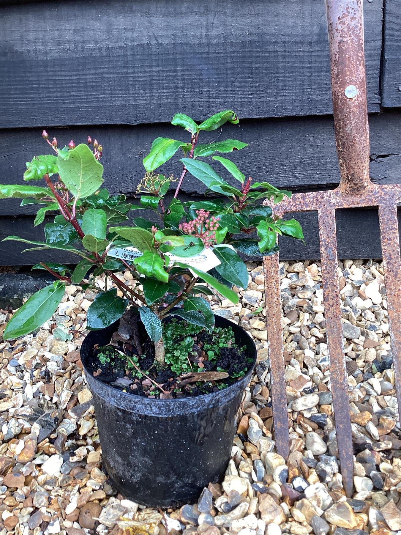 Viburnum tinus Eve Price - 10-30cm, 2lt