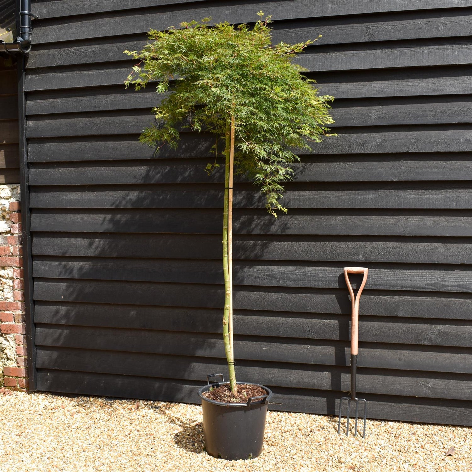 Acer palmatum 'Emerald Lace' | Japanese maple - Three Quarter Standard - Clear Stem 160 - Height 180-190cm - 30lt
