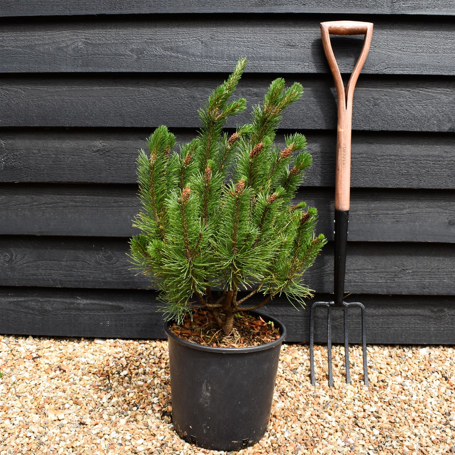 Pinus mugo mughus |Dwarf Mountain Pine -Height 50-80cm - 12lt