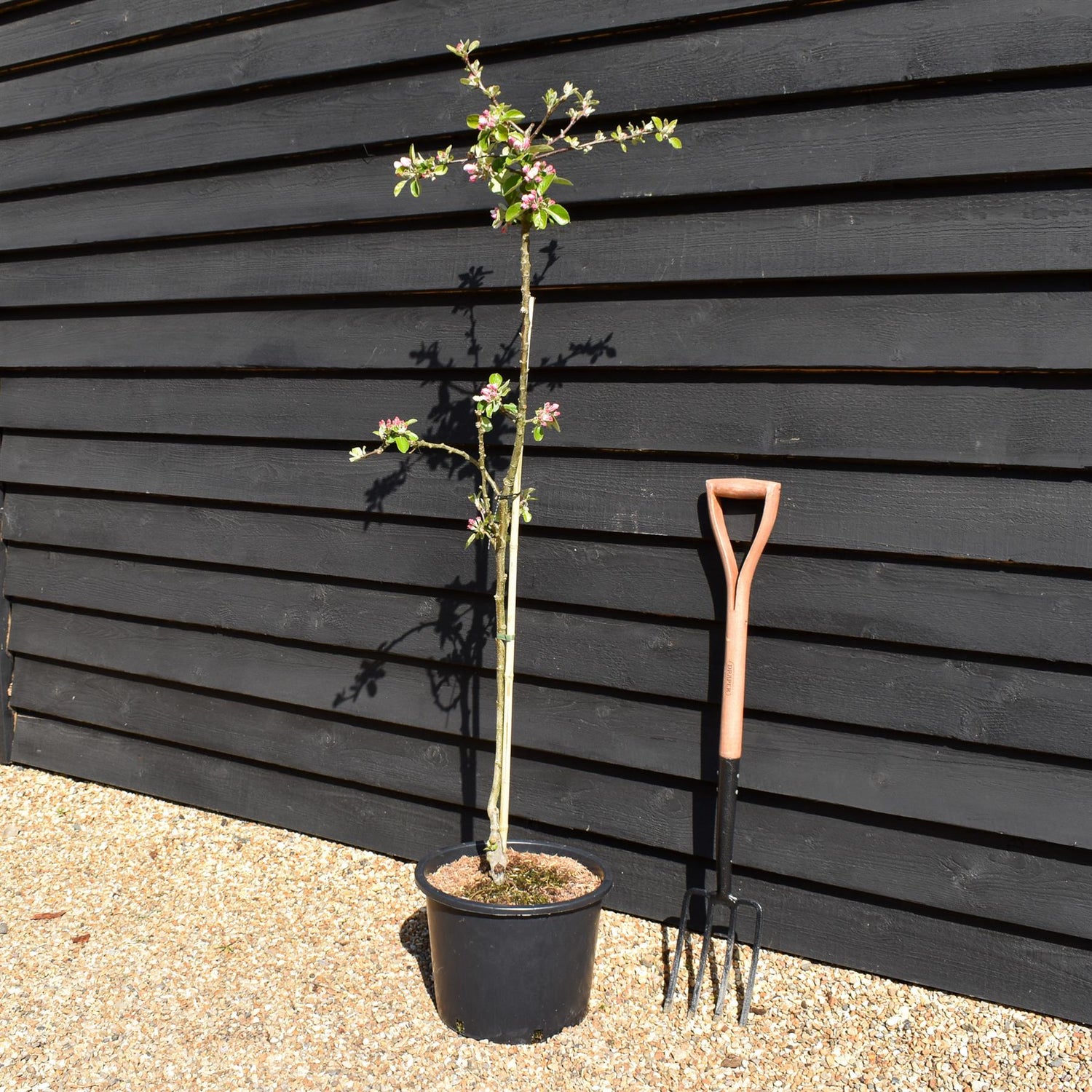 Apple tree 'James Grieve' | Malus domestica - M27 - Ultra-Dwarfing - Height 140-150cm - 20lt