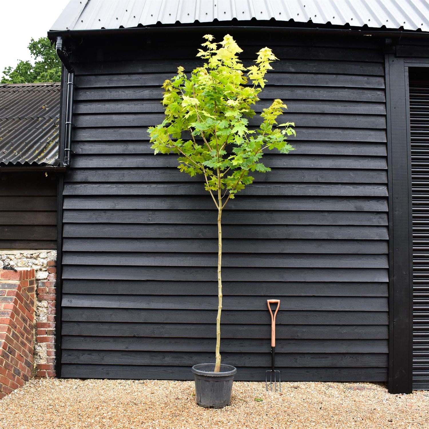 Gold Maple | Acer platanoides 'Princeton Gold'  - Clear Stem - Height 300-350cm - Girth 8-10cm - 40lt