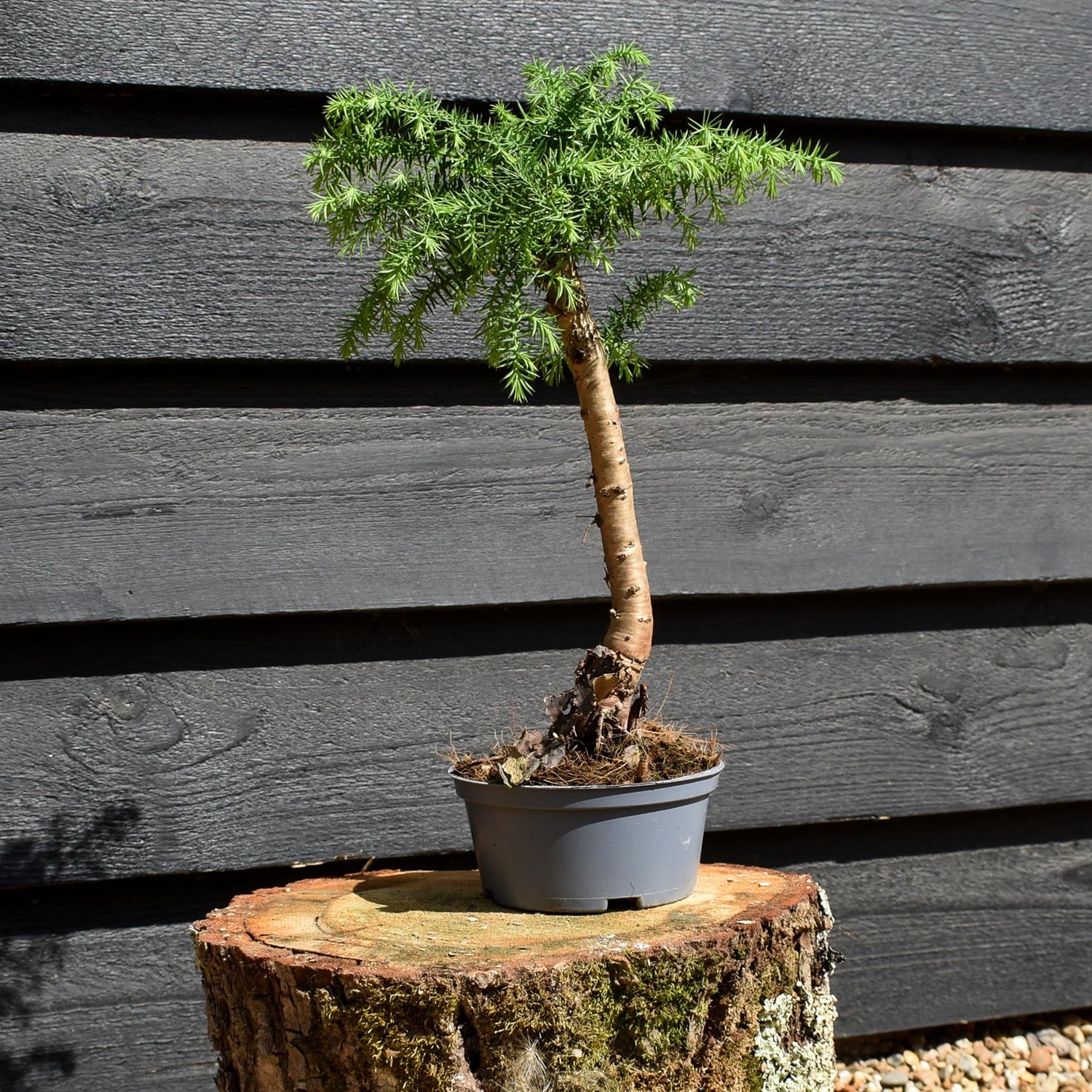 Hoop Pine | Araucaria 'Cunninghami' - Colonial Pine - House Plant - Height 30-40cm - 1lt