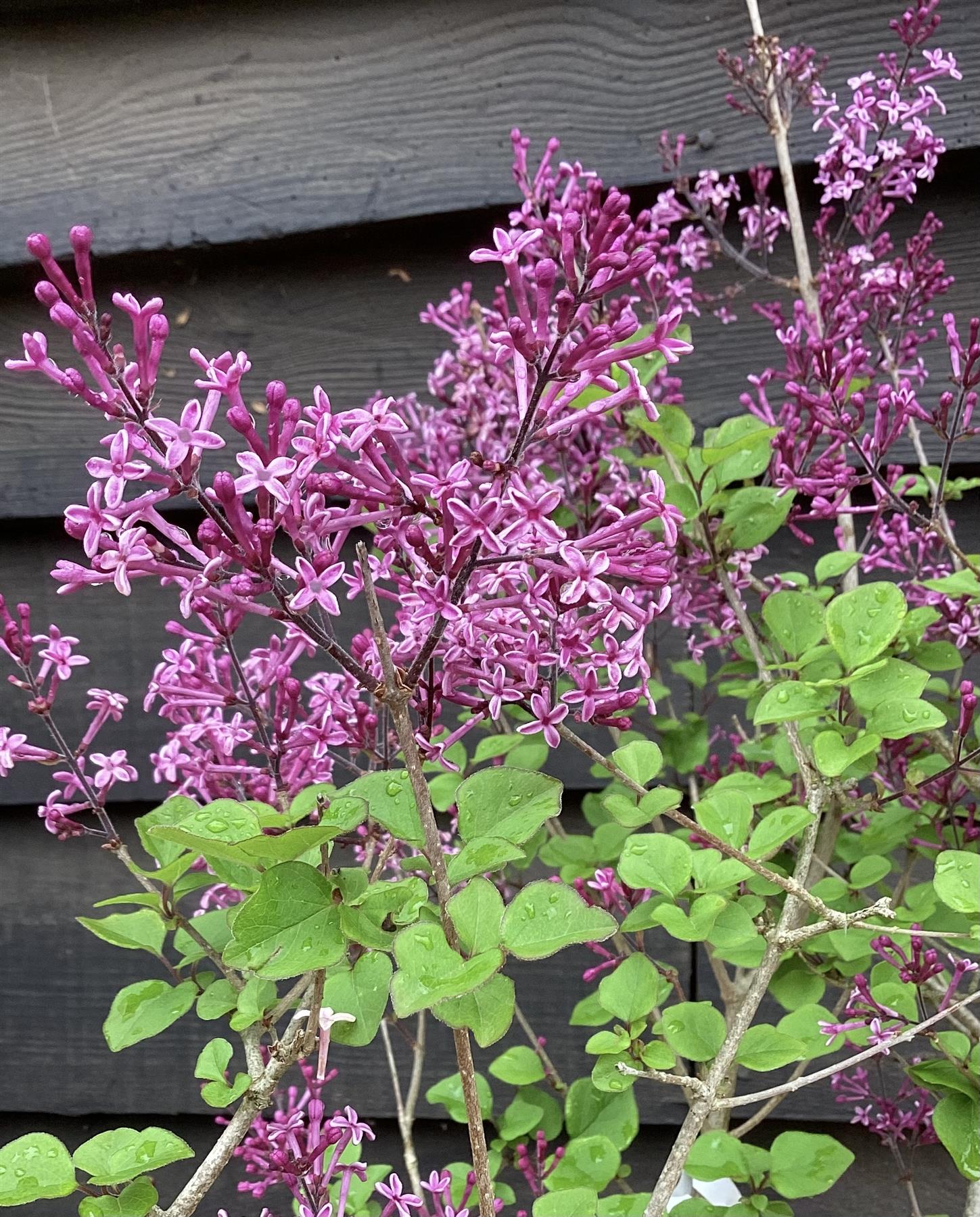 Syringa Red Pixie - 30-40cm, 5lt