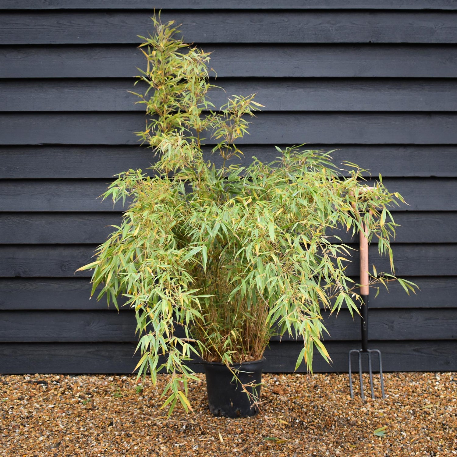 Fargesia rufa | Dragon Head Bamboo - Height 90-110cm - 10lt