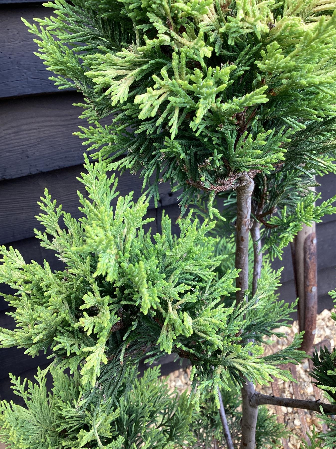 Cuprocyparis leylandii 'Gold Rider' - PonPon - 110-120cm, 10lt