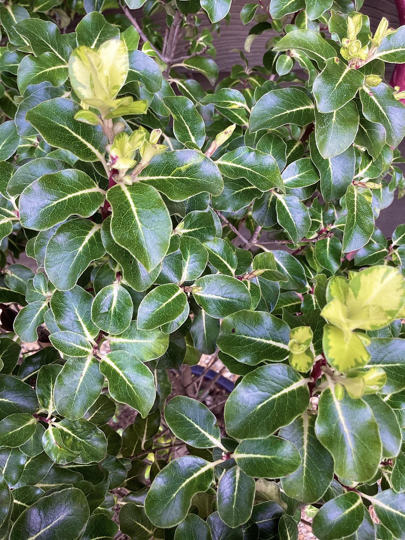 Pittosporum tenuifolium 'Gold Star' - 80-90 cm, 20lt
