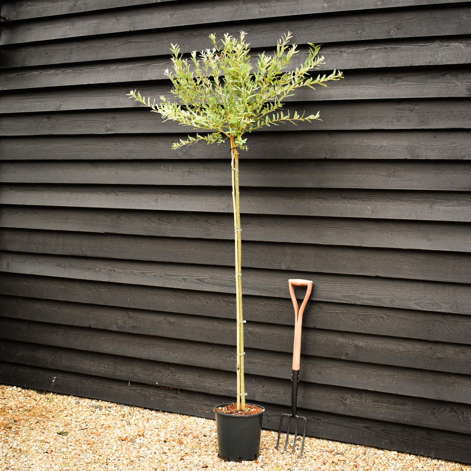 Salix integra 'Hakuro-nishiki' | Dappled Willow - Height 190-210cm - 12lt