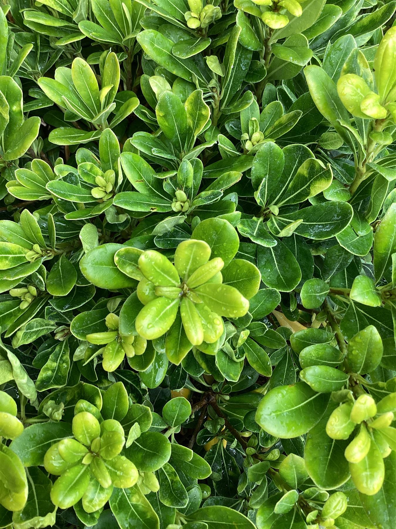 Pittosporum tobira 'Nanum' | Dwarf Japanese Pittosporum - 80-90cm, 30lt