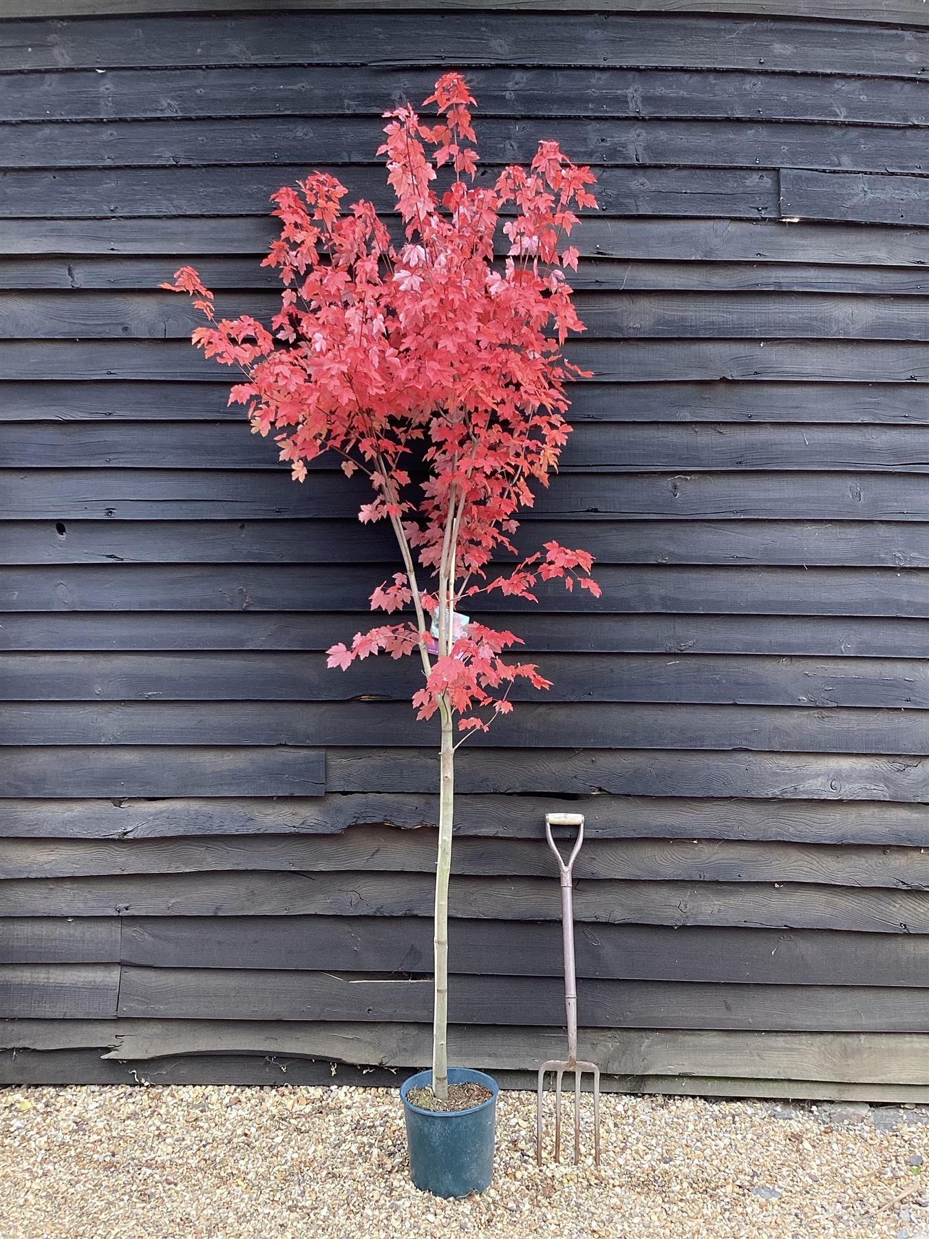Acer Rubrum Redpointe Maple | Redpointe Red Maple 1/2 std Clear Stem - 150-180cm, 10lt