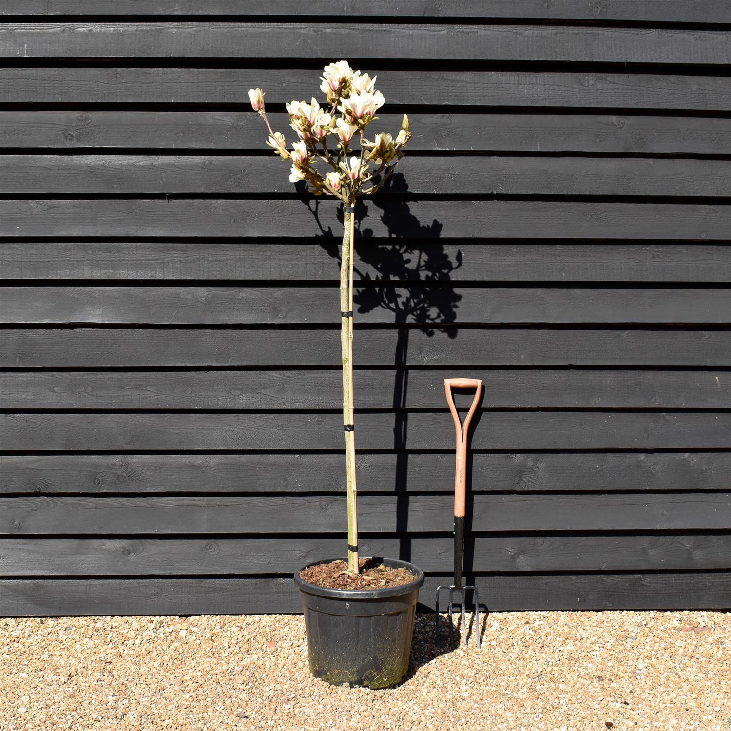 Magnolia 'Sunrise' - Clear stem 120cm - Height 250cm - Girth 8cm - 35lt