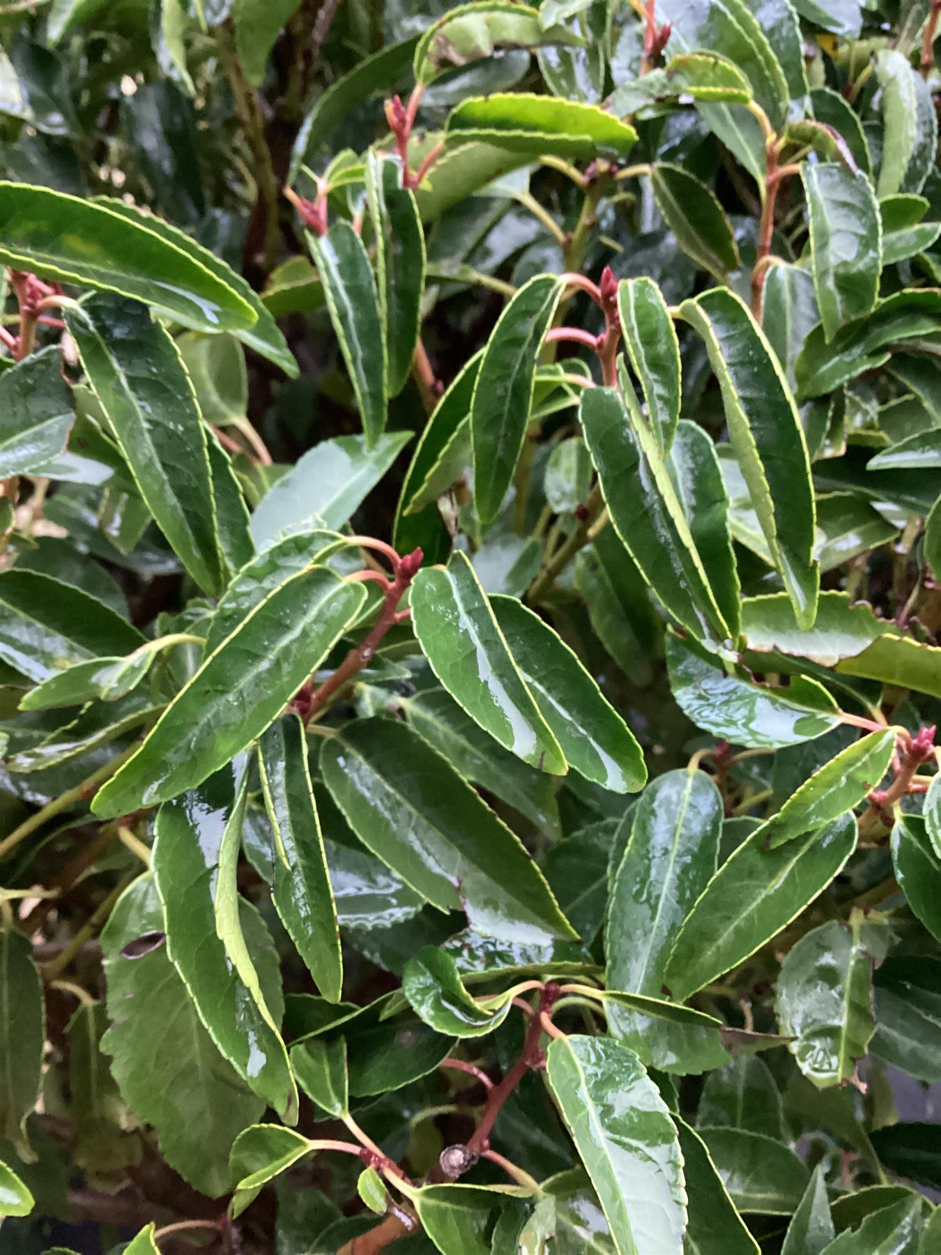 Portuguese Laurel Tree | Prunus Lusitanica - Clear Stem - Height 240-260cm - Girth 10-12cm - 35lt