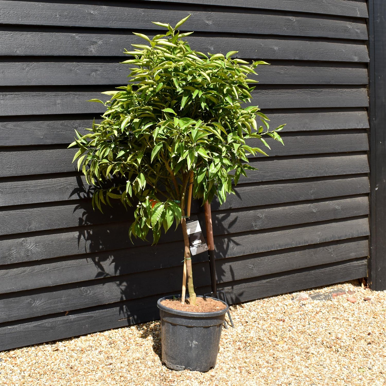 Mandarin Tree|Citrus reticulata 'Mandarino' - Tree -  Clear Stem 50cm - Height 130-140cm - 25lt
