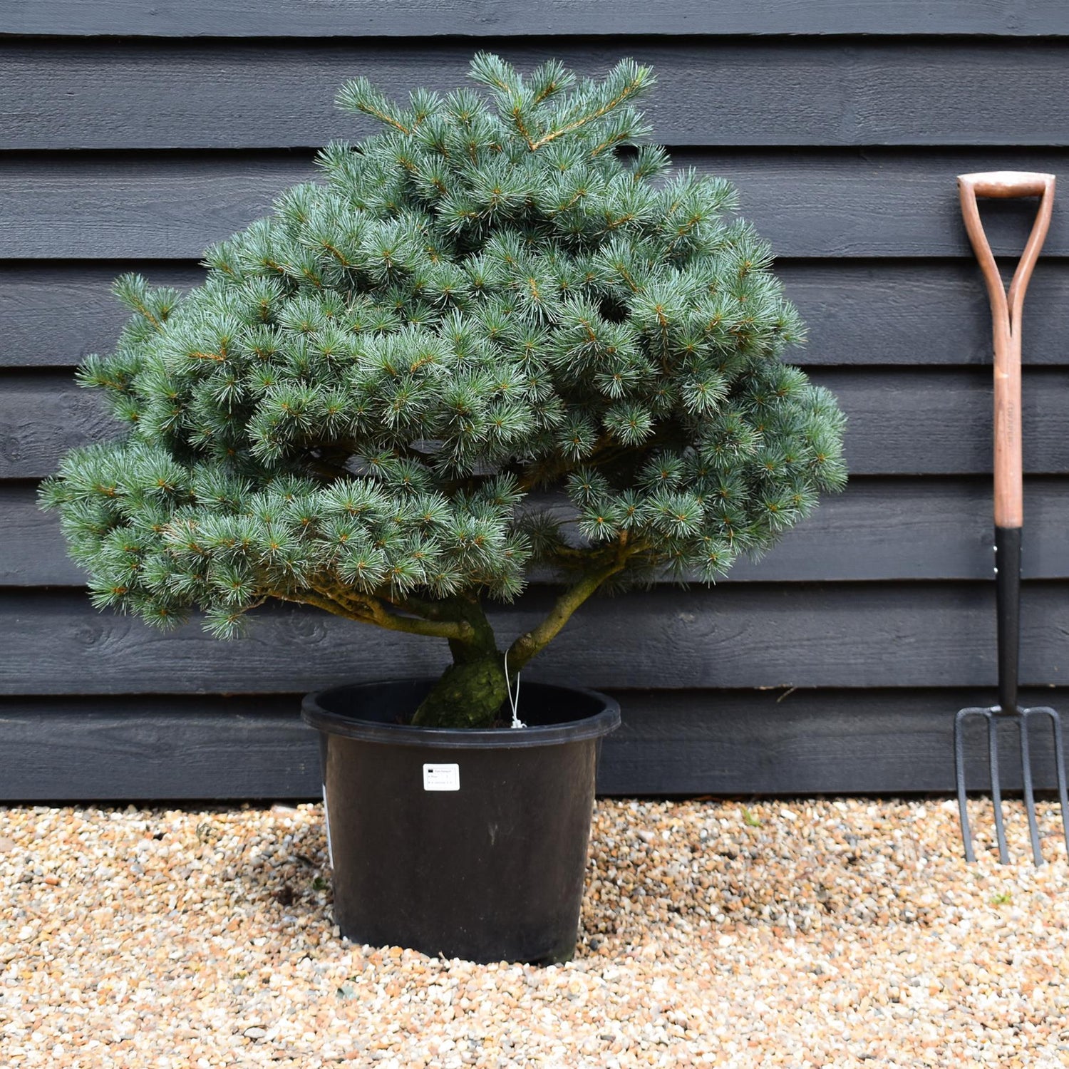 Pinus parviflora - Japanese white pine - Niwaki - Height 90-100cm - Width 90-100cm - 25lt