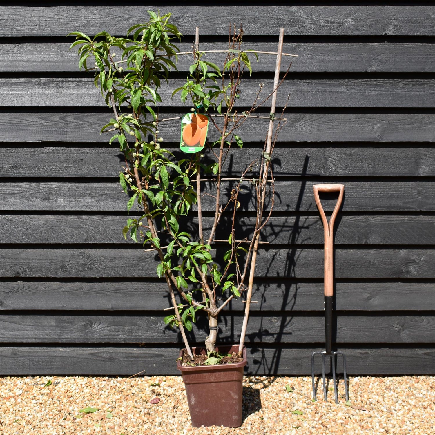 Peach peach | Prunus persica 'Suncrest' - Frame - Height 135cm - 15lt