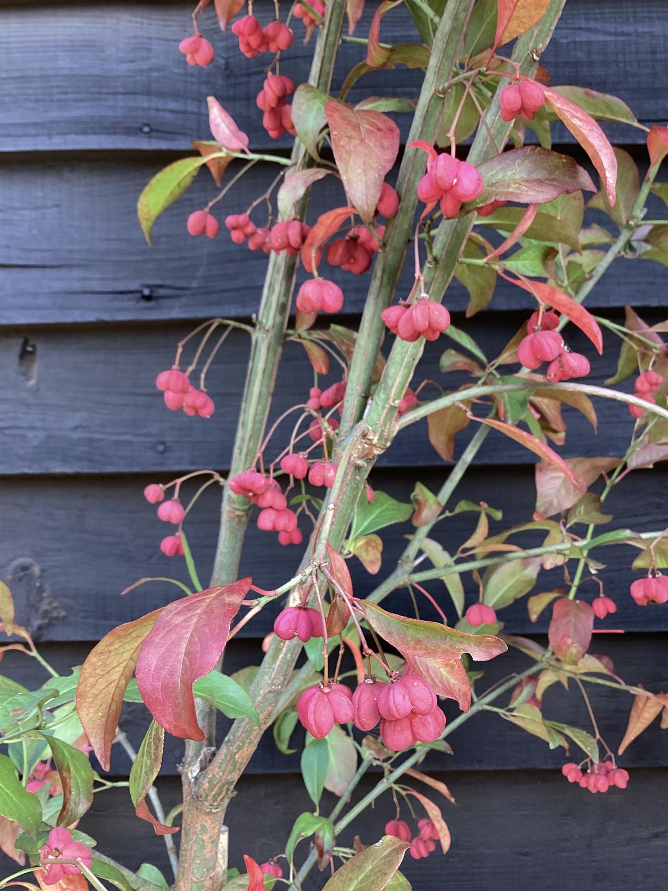 Euonymous Europeus | Spindle Tree - 230-250cm, 20lt