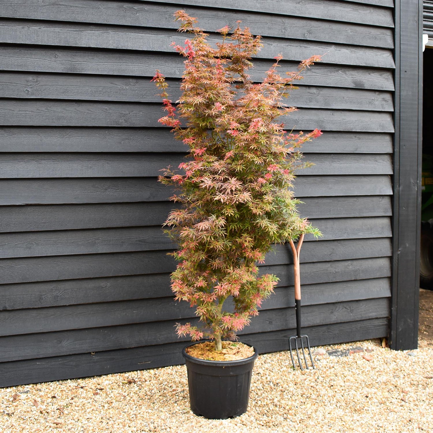 Acer palmatum 'Jerre Schwartz' | Japanese maple 'Jerre Schwartz' - Height 170-190 - 35lt