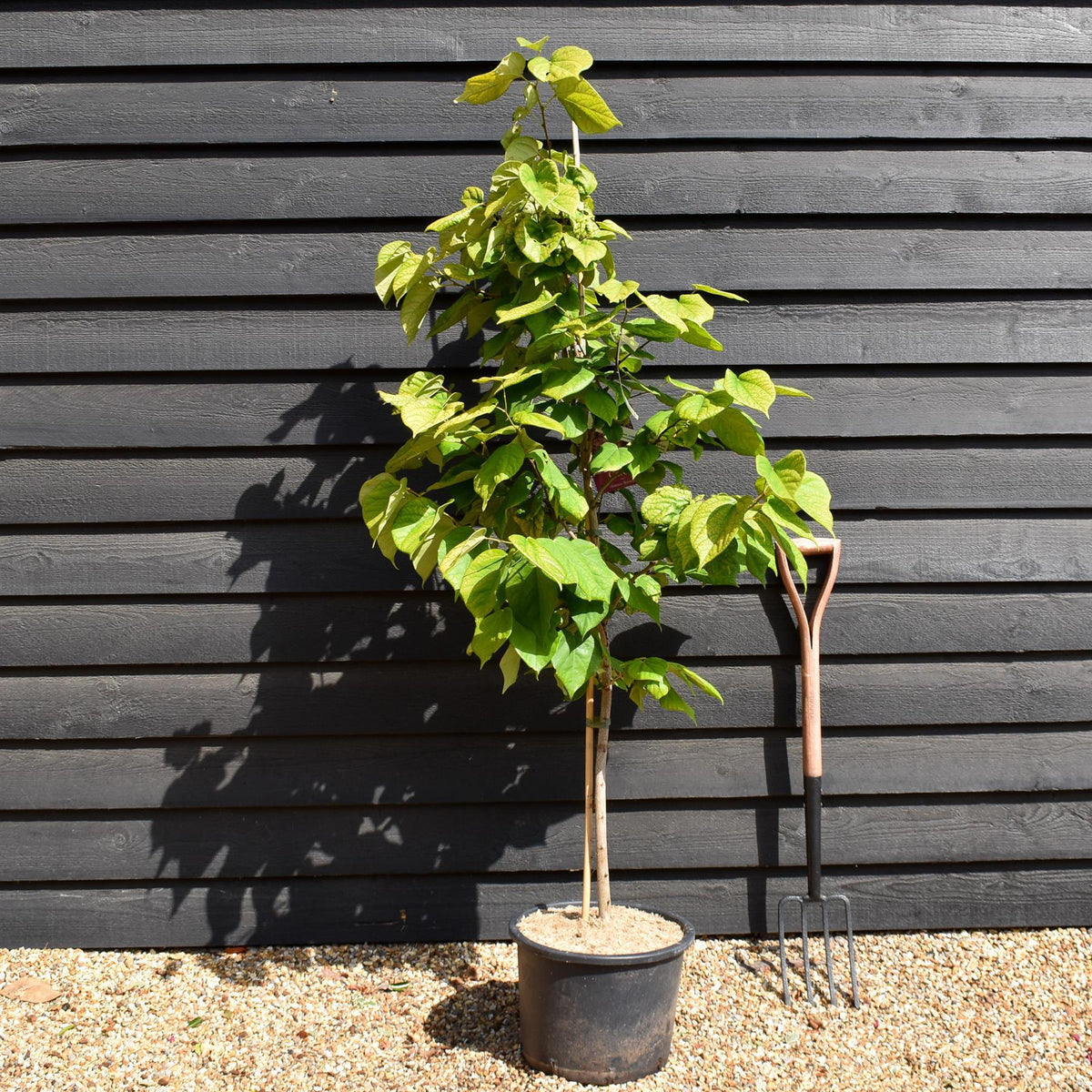 Cercis chinensis 'Avondale' - Height 150-200cm - 20lt