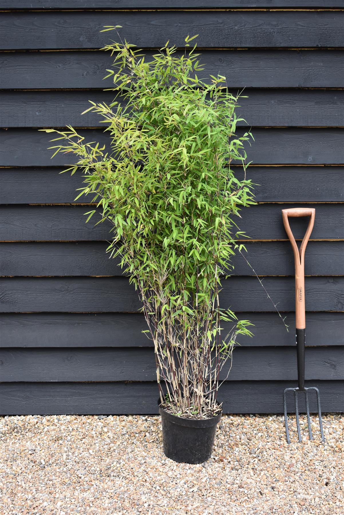 Fargesia nitida 'Volcano' | Volcano Bamboo - 140-160cm - 7.5lt