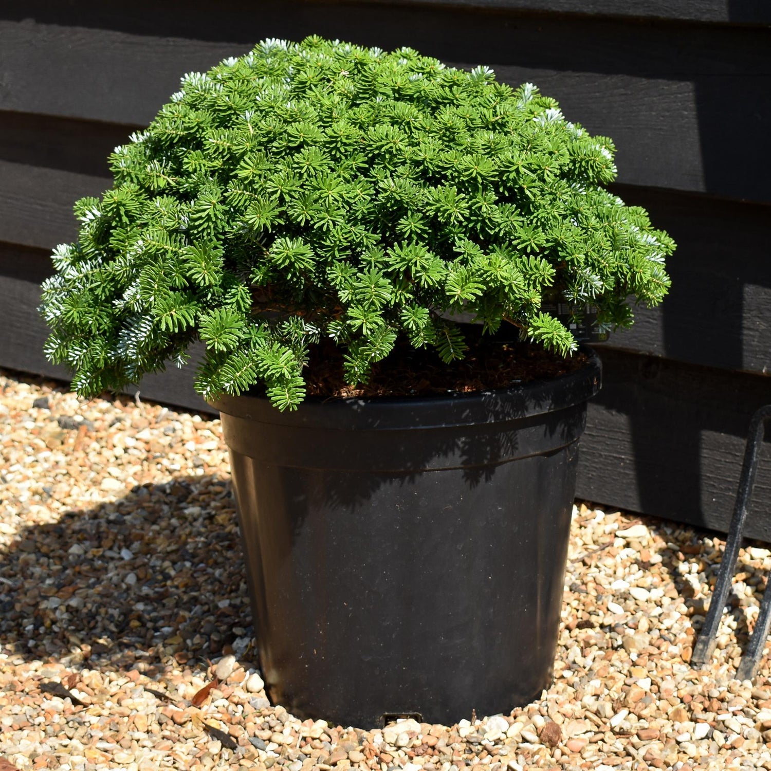 Abies koreana 'Brilliant' | Korean fir 'Brilliant' - Height 20-30cm - Width 40-50cm - 18lt