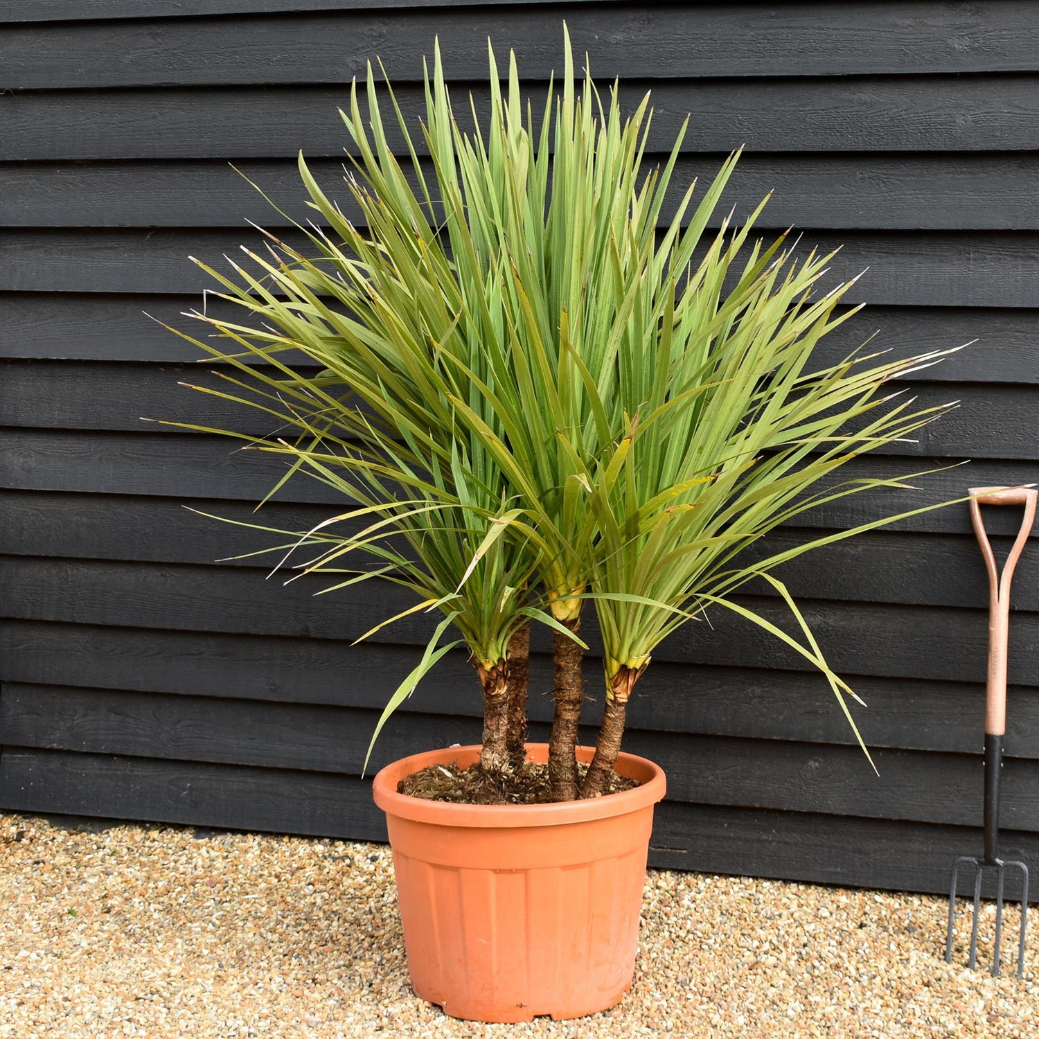 Cordyline australis | New Zealand Cabbage Palm - Multistem 20-30cm - Height 90-110cm - 50lt