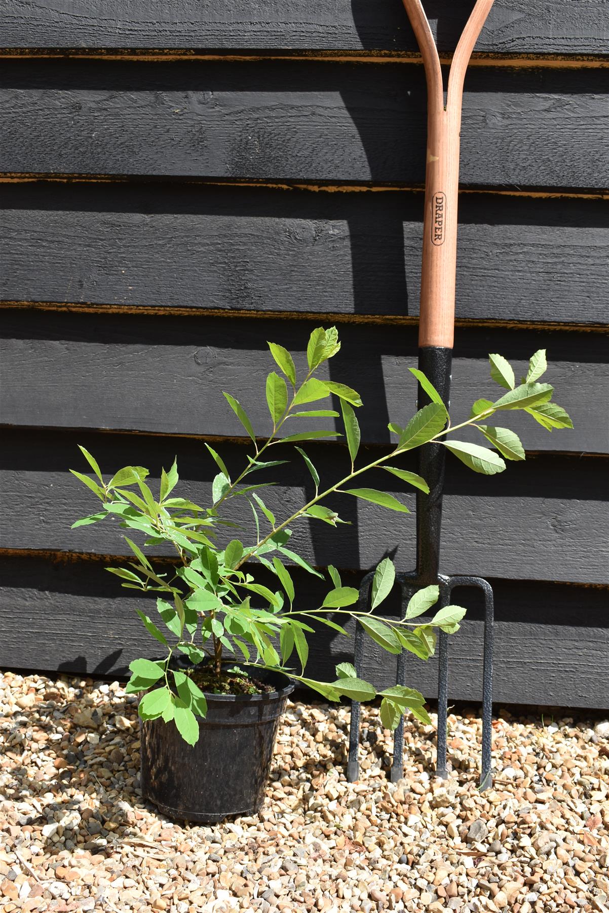 Exochorda x macrantha 'Niagara' - 10-15cm - 3lt