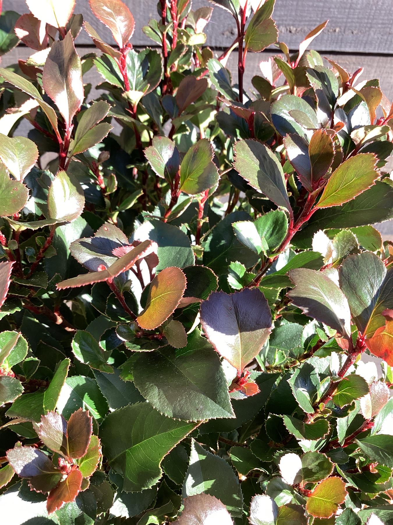 Photinia Little Red Robin | Christmas berry 'Little Red Robin' - 1/2 Std Clear Stem - 150-160cm, 15lt