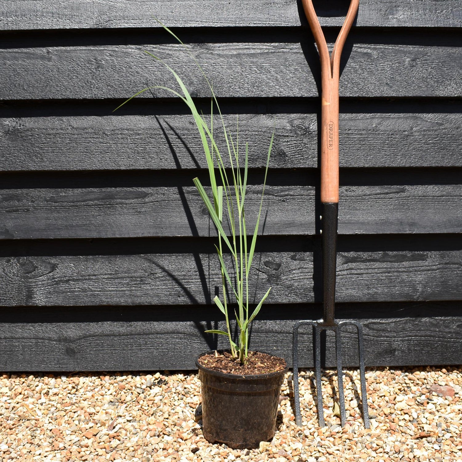 Panicum virgatum 'Northwind' - Grass - Perennial -3lt