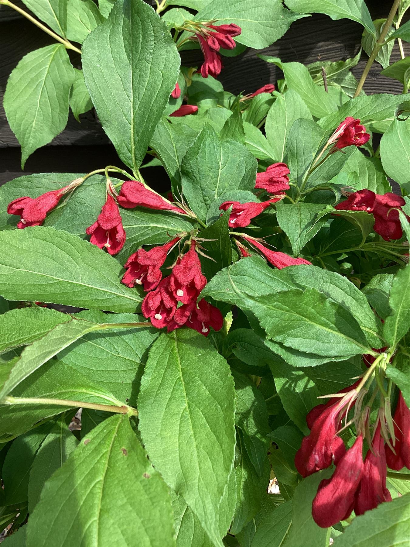 Weigelia Red Newport - 110-130cm, 10lt