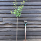 Plum tree 'President' | Prunus domestica - 100-120cm - 10lt