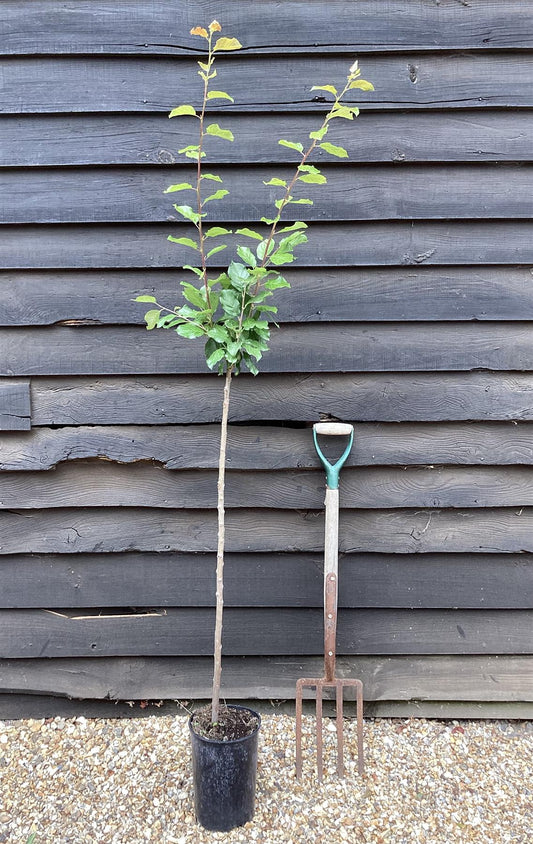 Plum tree 'President' | Prunus domestica - 100-120cm - 10lt