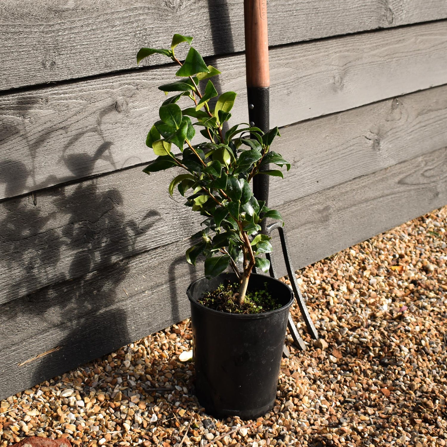 Camellia Brushfields Yellow - 3lt