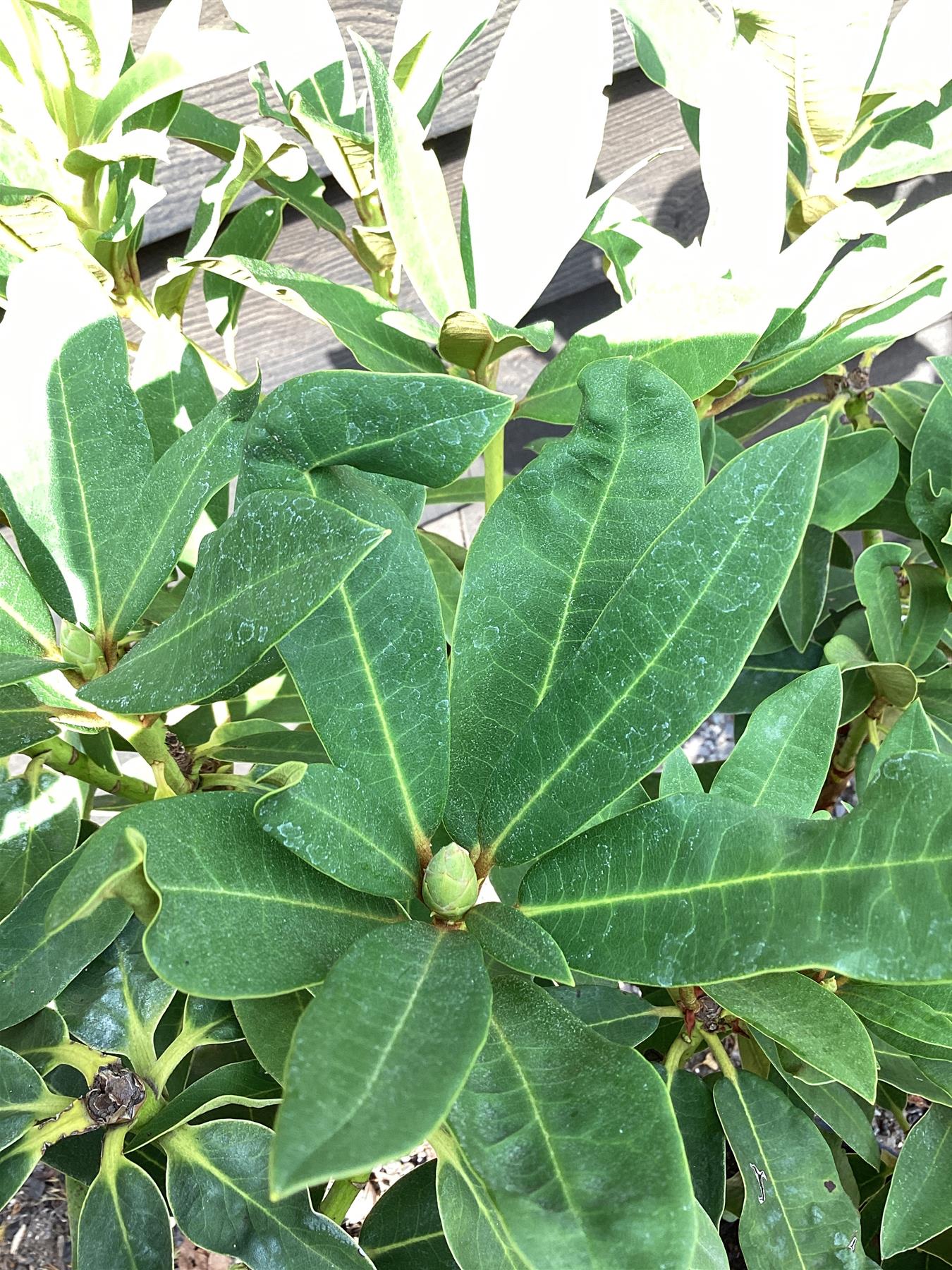 Rhododendron Helrood Red - 60-80cm, 15lt