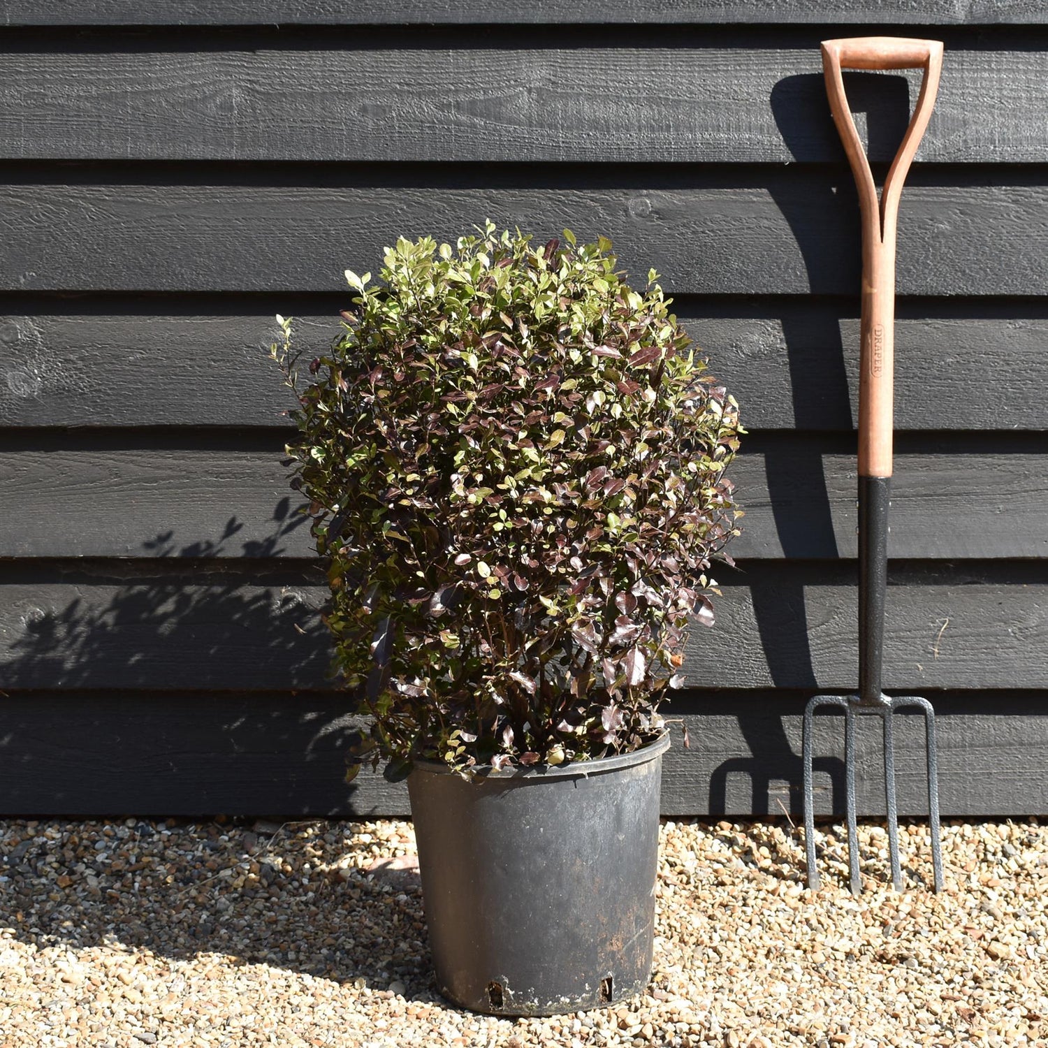 Pittosporum Tom Thumb - Shrub - 50-60cm, 10lt