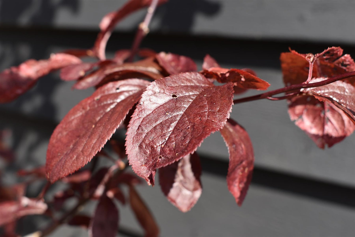 Prunus Nerasifera Pissardii Nigra | Black Cherry Plum - Height 190-250cm, 10lt