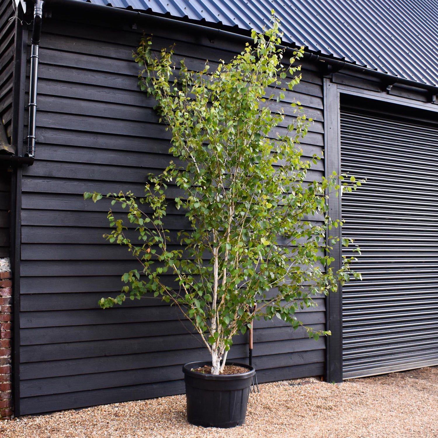 Himalayan Silver Birch |Betula utilis - Multi Stem - Height 310-350cm - 130lt
