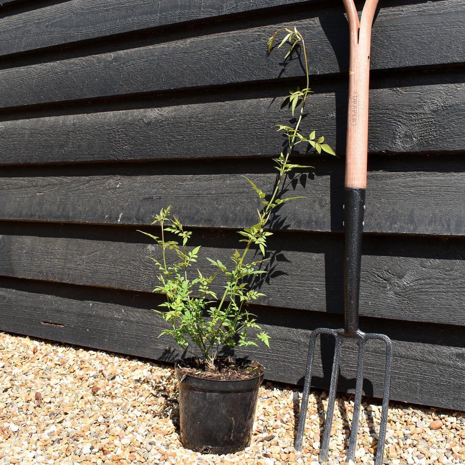 Jasminum officinale | Jasmine - 15-25cm - 3lt