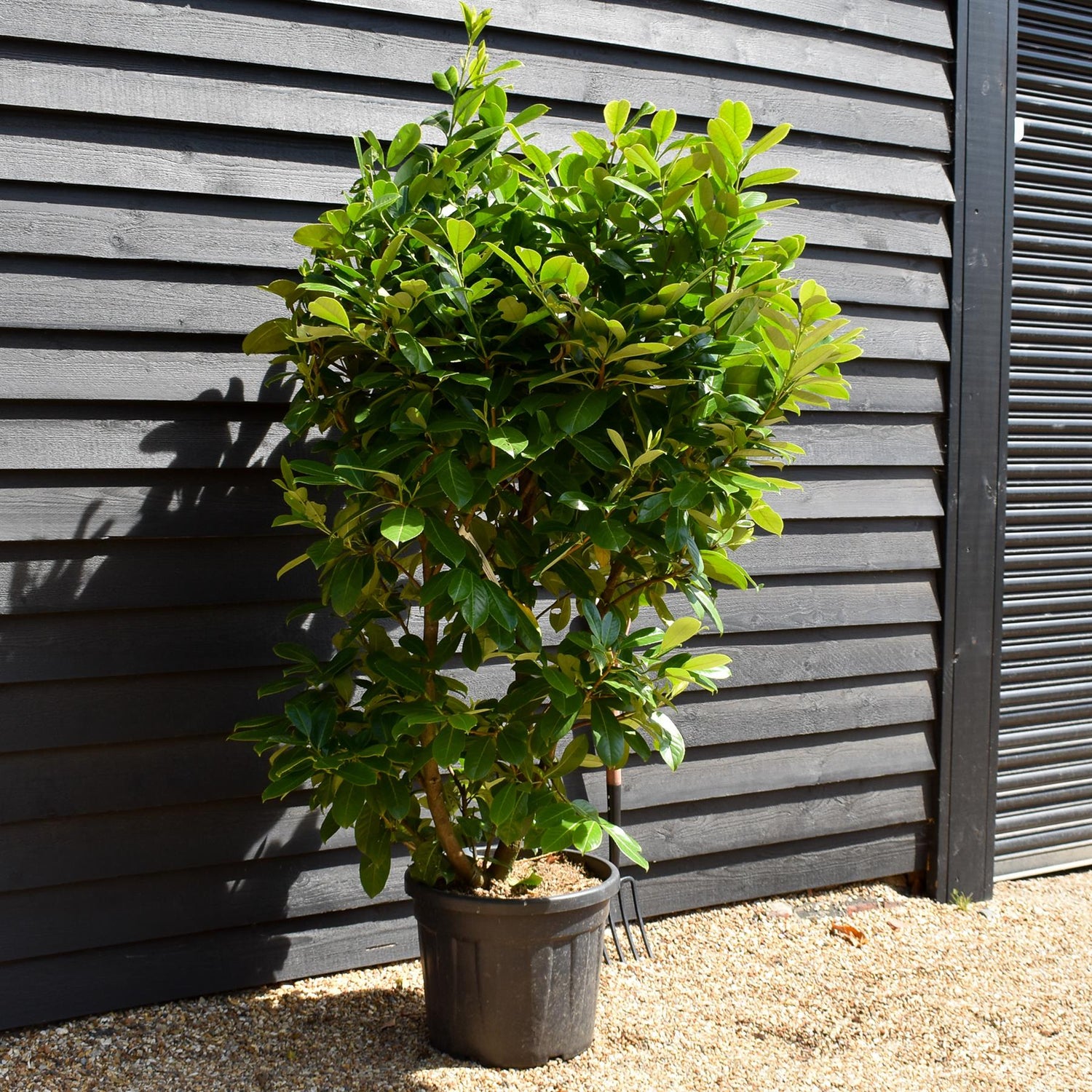 Cherry Laurel | Prunus Rotundifolia - Shrub - Height 150-190cm - 50lt