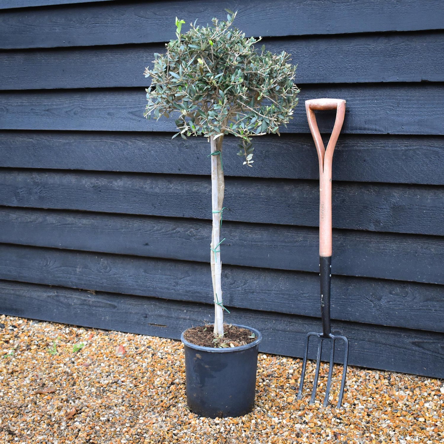 Olive Tree | Olea Europea - Clear Stem - Height  90-110cm - 10lt