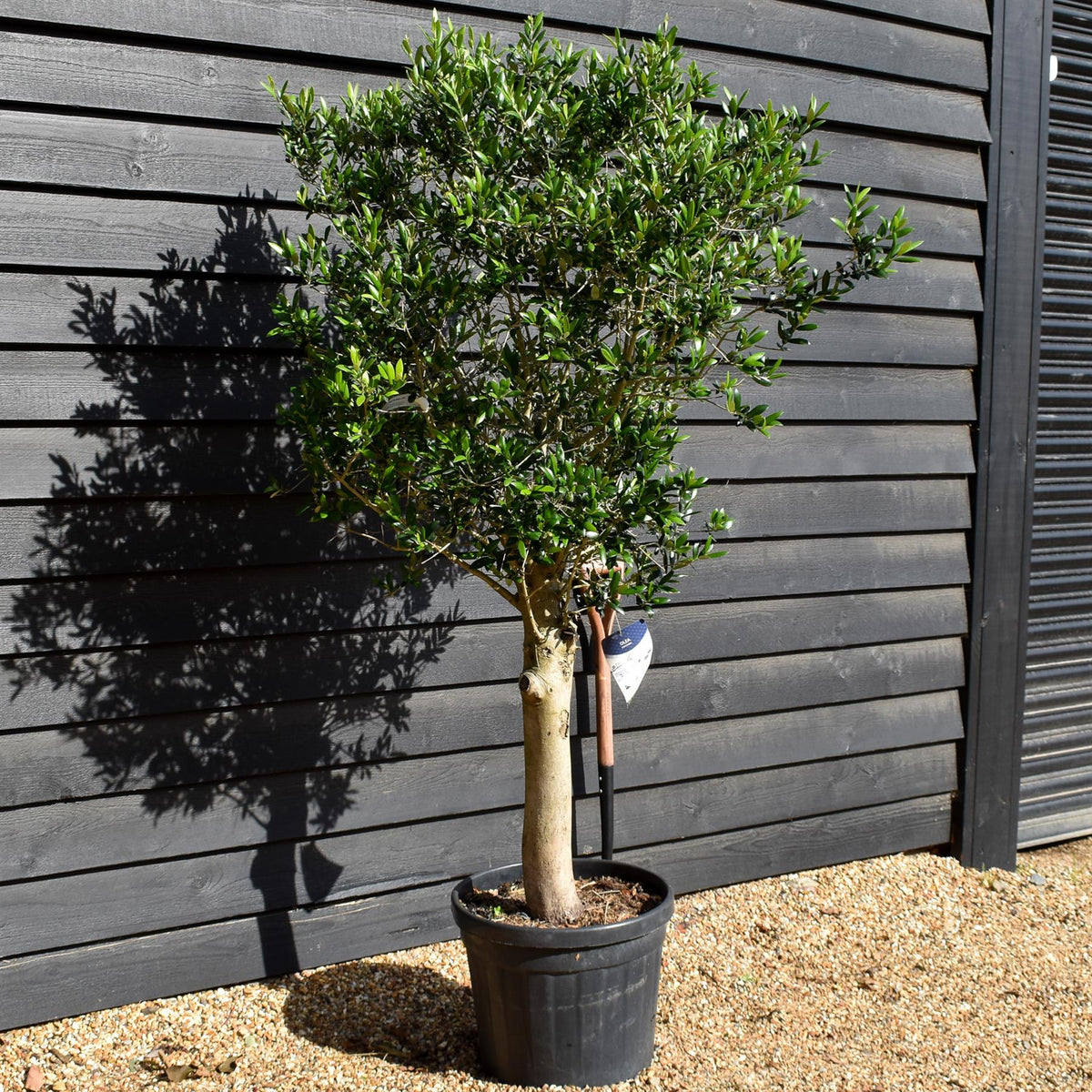 Olive Tree | Olea Europea - Clear Stem - Height 100-150cm - 50lt