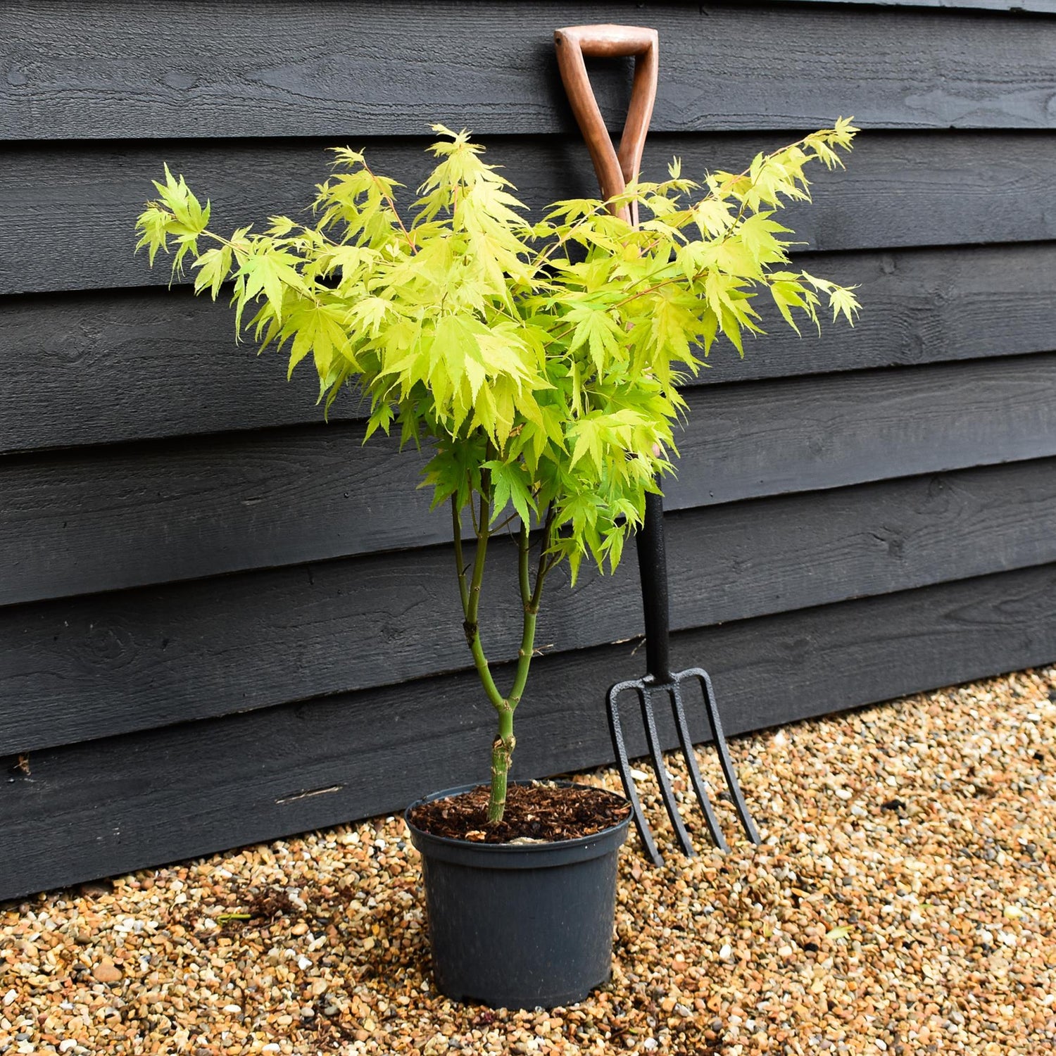 Japanese maple 'Orange Dream' | Acer palmatum - Height 60-80cm - 4lt
