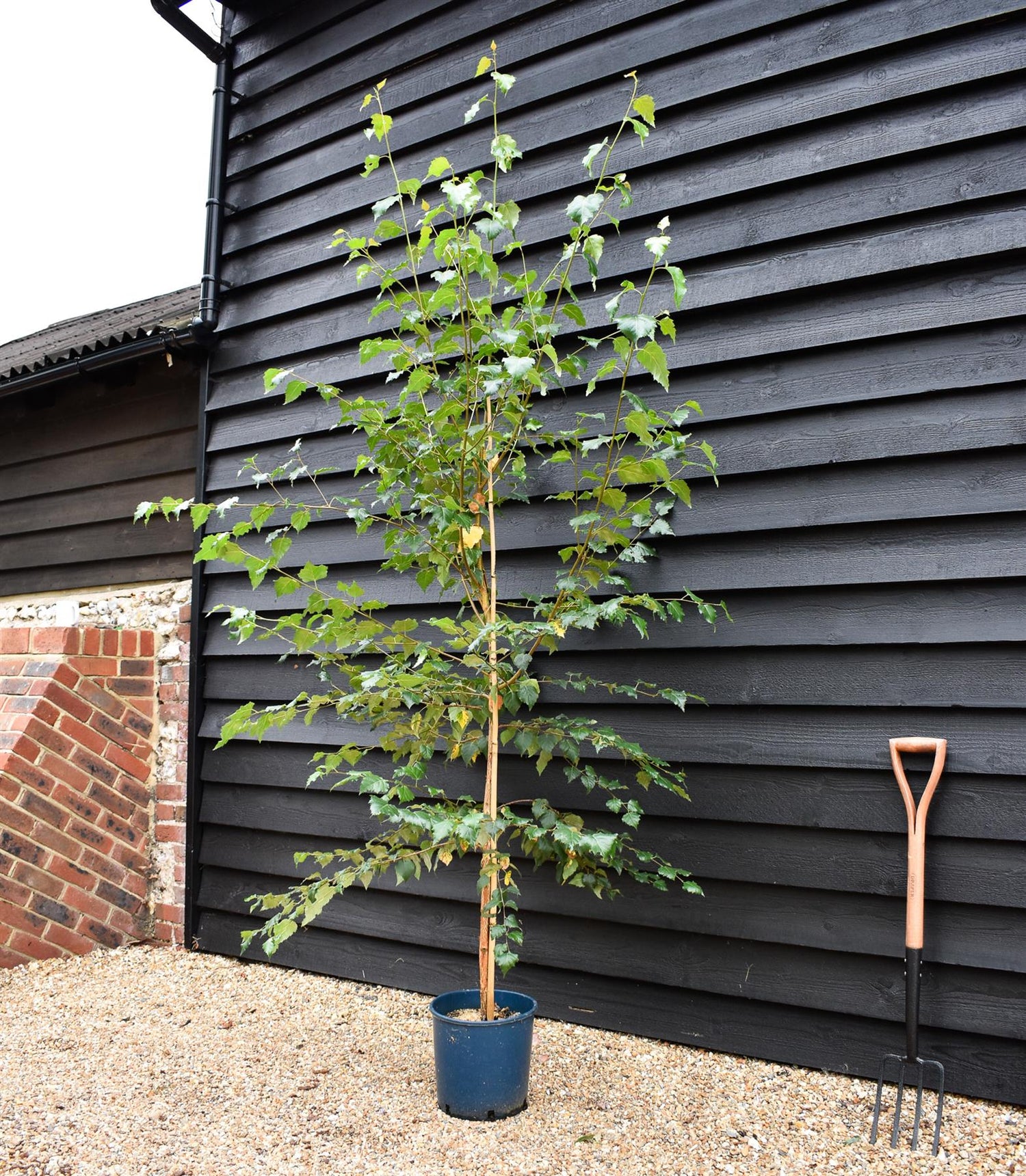 Birch Grayswood Ghost | Betula utilis - 150-180cm -  10lt