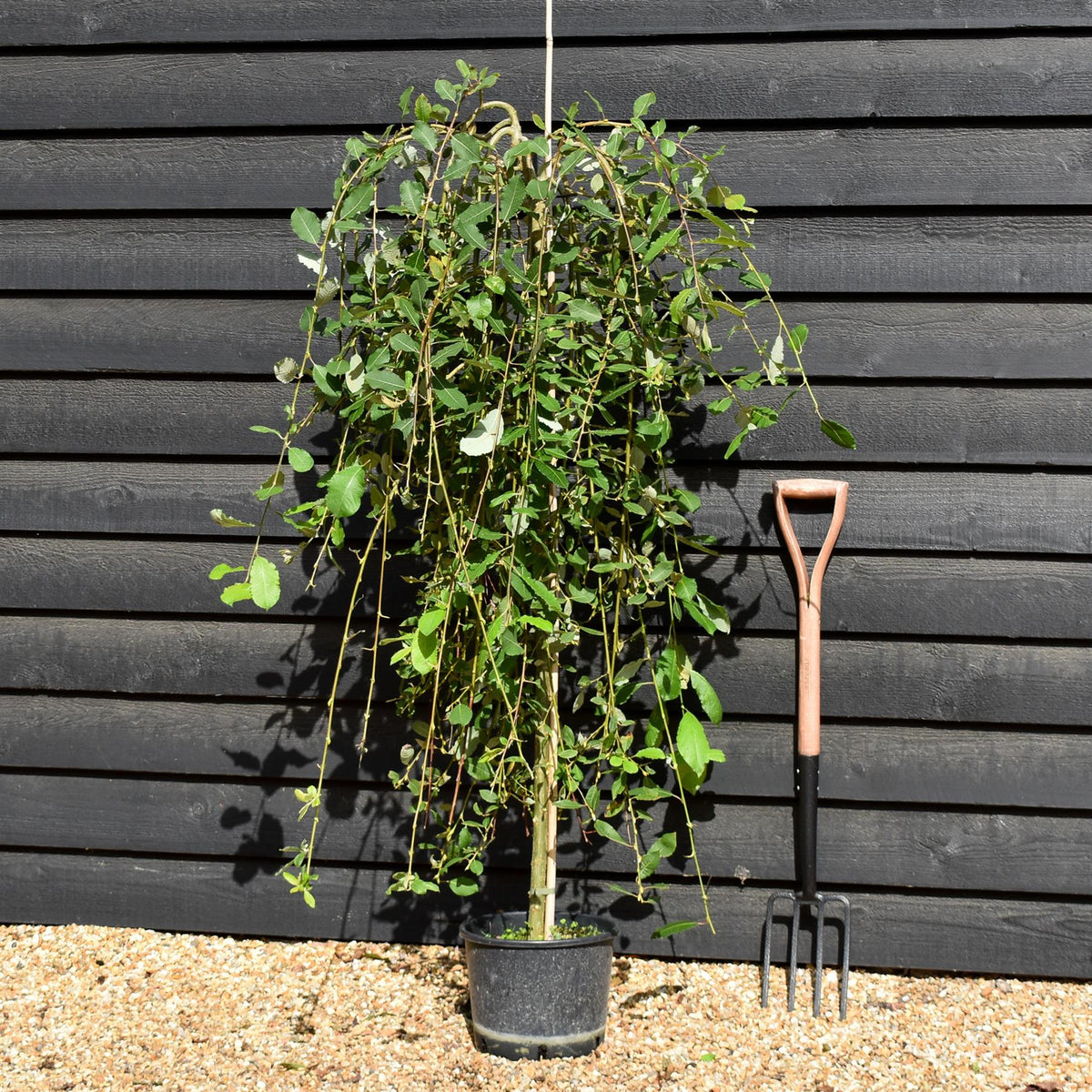 Salix caprea Pendula | Weeping Pussy Willow - 180-220cm - 12lt