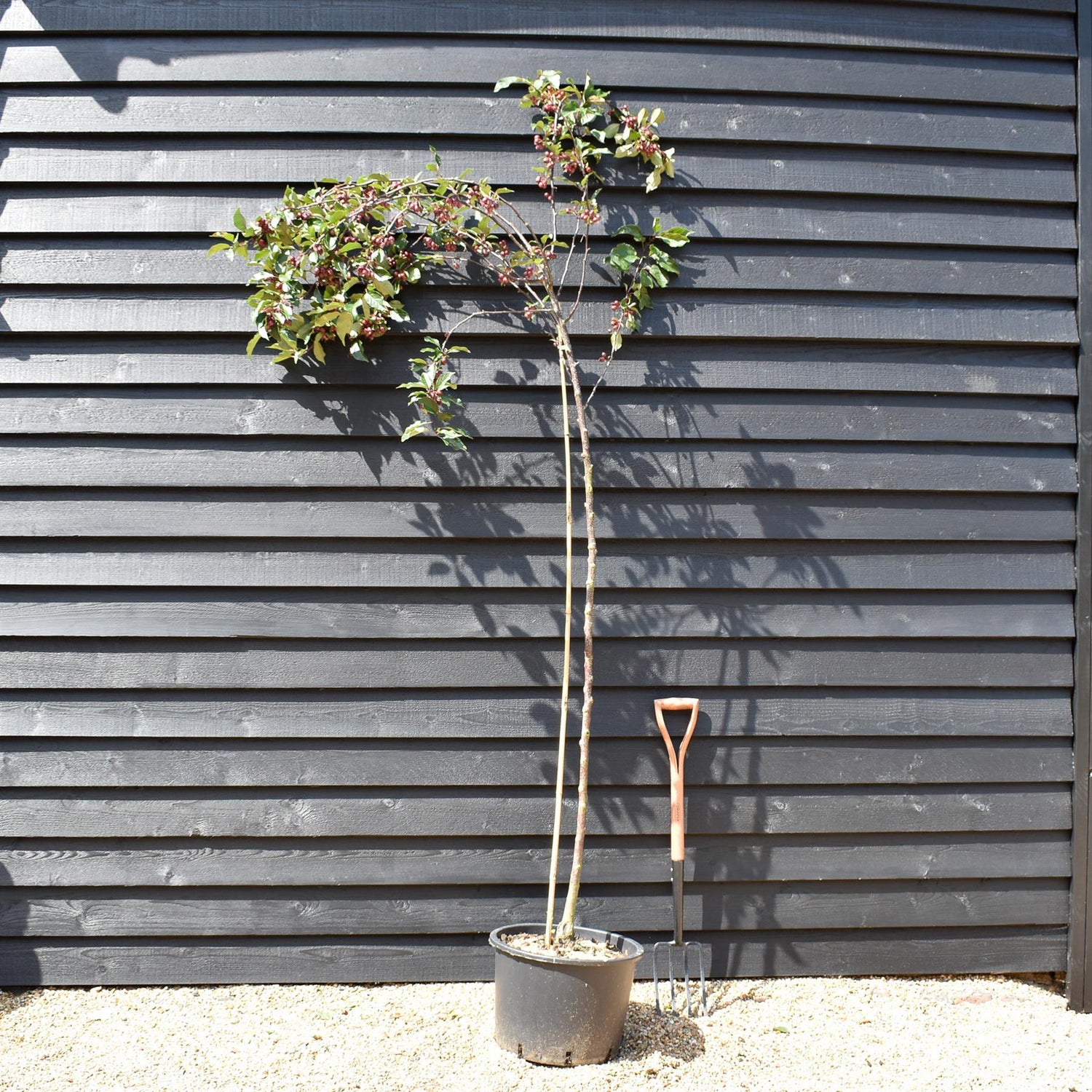 Pink Upright Crab Apple 'Red Obelisk' | Malus - Clear Stem - Height 250-300cm - Girth 6-8cm - 45lt