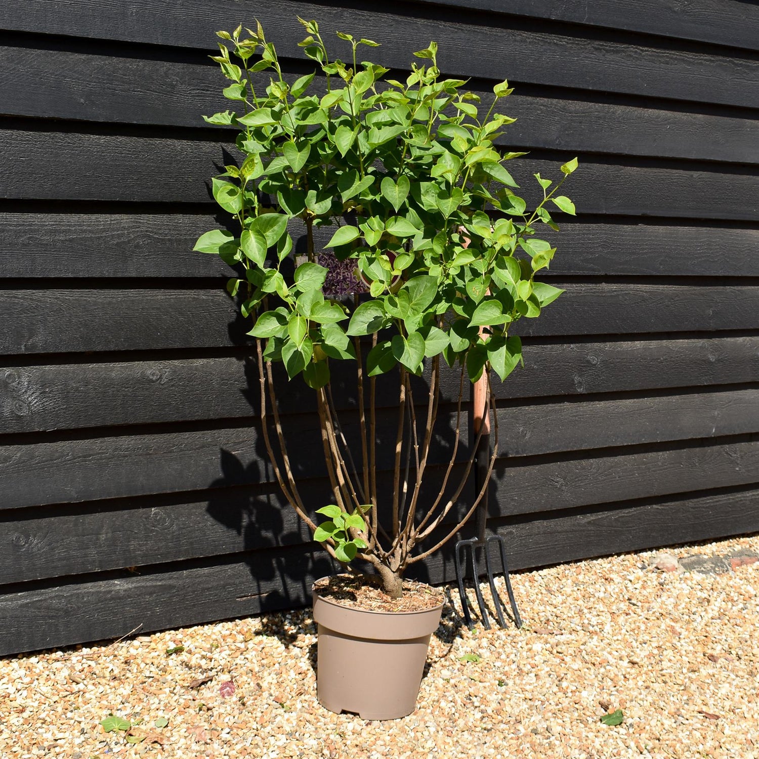 Lilac ''Sensation' | Syringa vulgaris - Height 80-100cm - 10lt