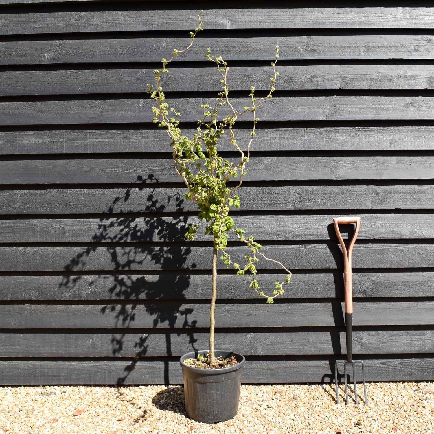 Corylus avellana 'Twister' | Corkscrew Hazel - Quarter Standard - Clear Stem - Height 150-160cm - 18lt