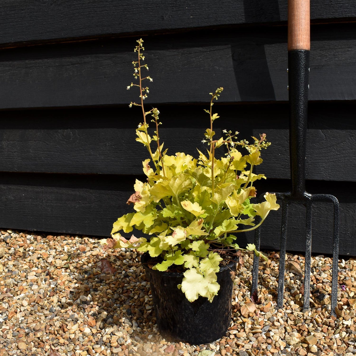 Heuchera 'Lime Marmalade' - Height 20-30cm - 2lt