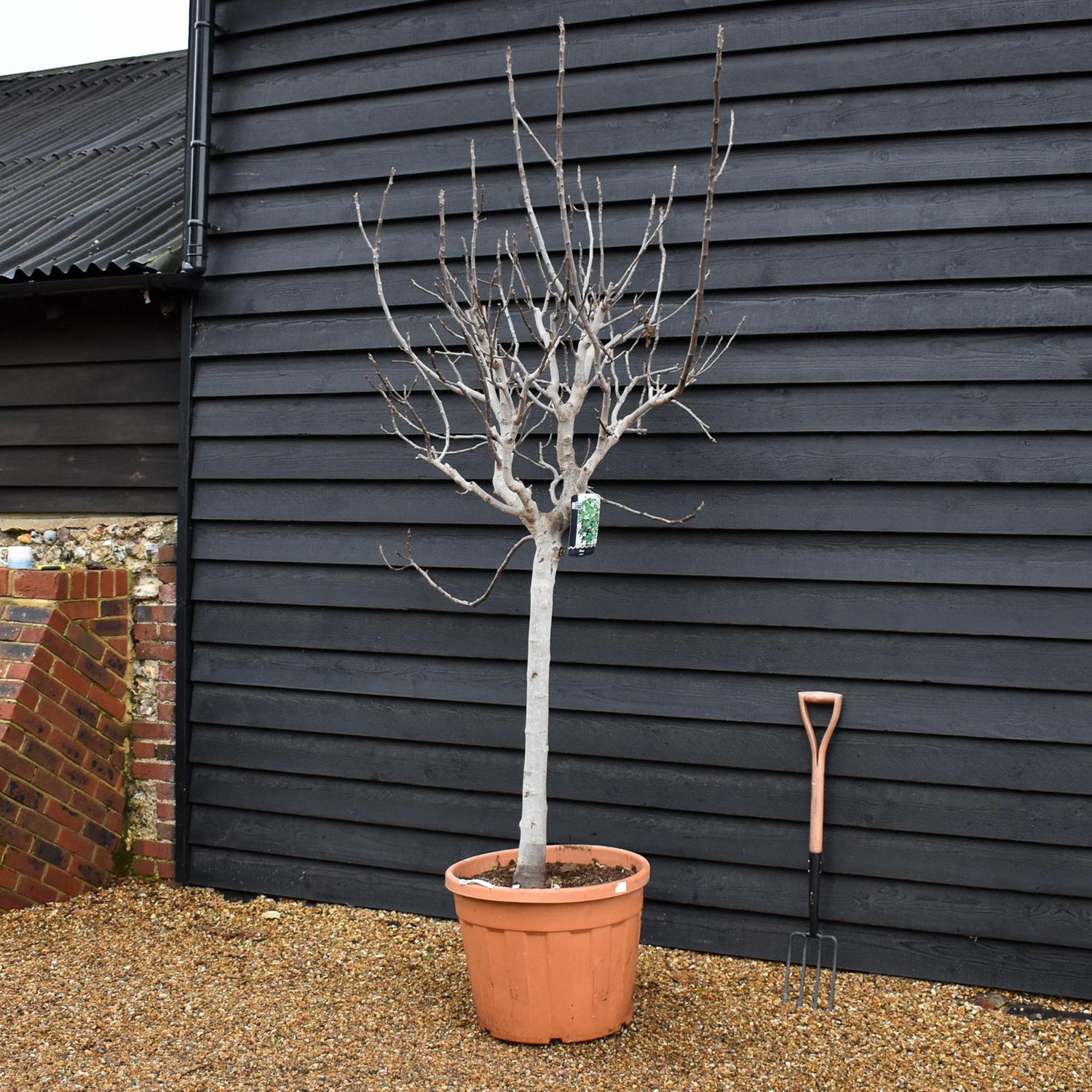 Fig - Ficus carica - Clear Stem 90cm - Girth 23cm - Height 230-250cm - 90lt