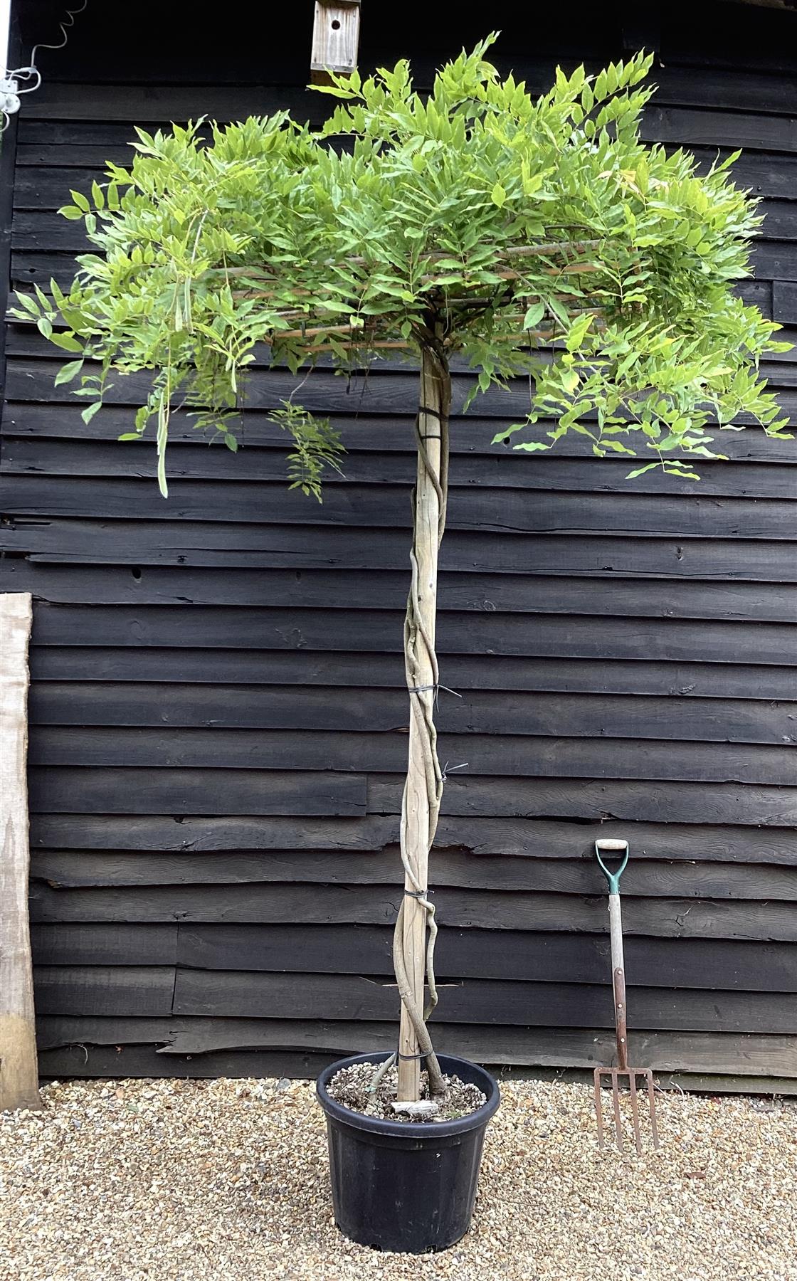 Wisteria | Chinese wisteria - Frame - 270-300cm, 35lt