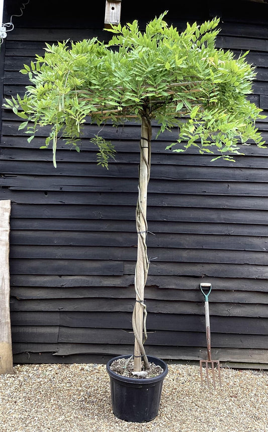 Wisteria | Chinese wisteria - Frame - 270-300cm, 35lt